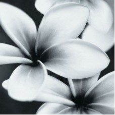 Декор Opoczno Pret a Porter Flower Grey Composition 75X75