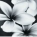 Декор Opoczno Pret a Porter Flower Grey Composition 75X75